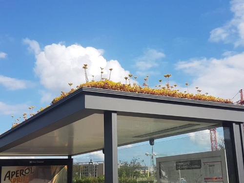 goodstuffhappenedtoday: Holland covers hundreds of bus stops with plants as gift to honeybees The ro