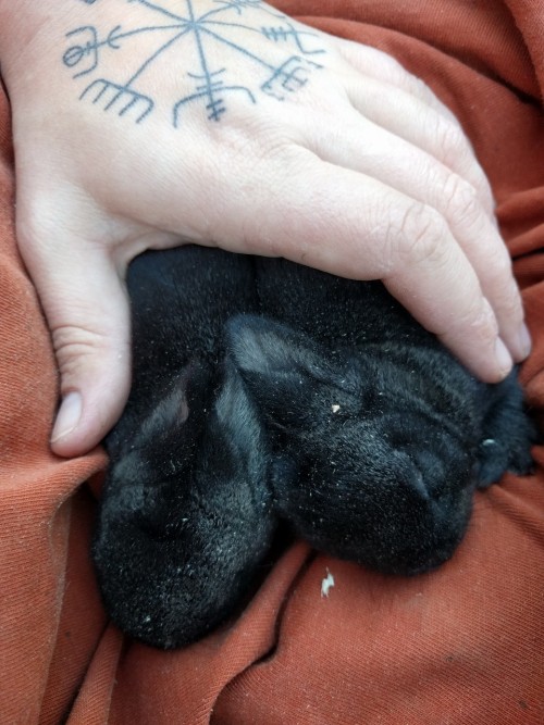 ratfarm:Our rabbit program was moving so slow with one litter of two, then in one week in October we