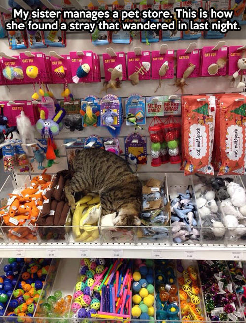 nervous-neon:  thats super fucking adorable oh my god 