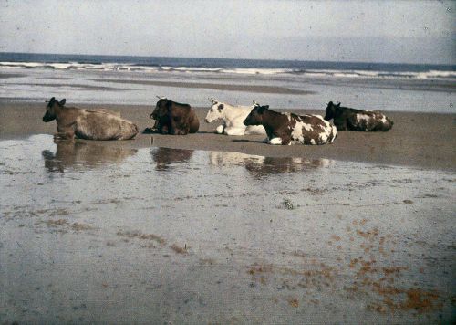 jaw8jaw:John Cimon Warburg autochromes of cows on Saltburn Sands, 1915.