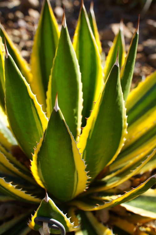 flora-file: flora-file: Agaves at the Bancroft Garden (by flora-file) Agaves are a hardy new world g