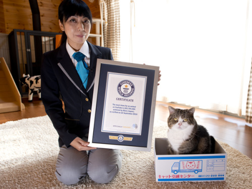 stuft:wallofdis:talix18:maruses:Maru receiving his Guinness World Record Certificate for most viewed