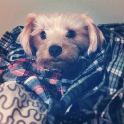 An instagrammed photo of my rescue!dog in a pile of my secondhand men&rsquo;s size flannel.   Aka THE MOST HIPSTER LESBIAN THING I HAVE EVER WROUGHT.