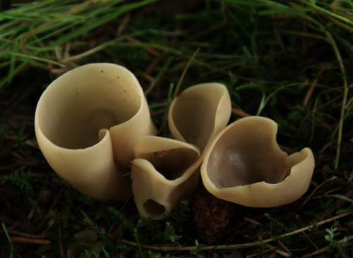These are photos of the fungus Otidea alutacea - the tan ear. The first is of some very fresh fruiti