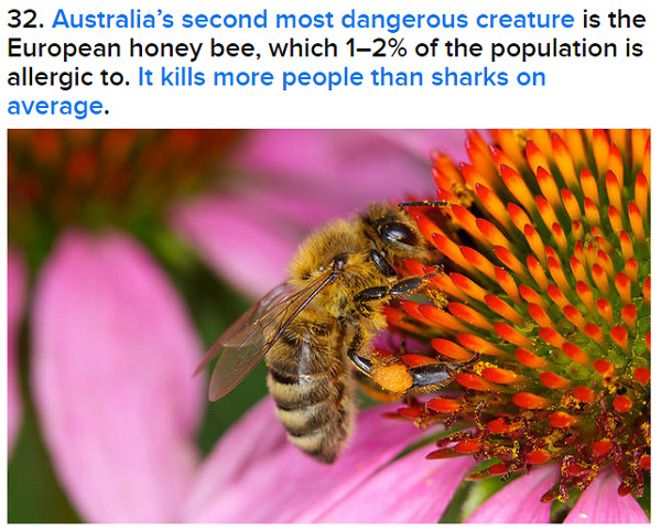 tawghasa:  BuzzFeed: 33 Bizarre Facts That Prove That Australia is Batshit InsaneI