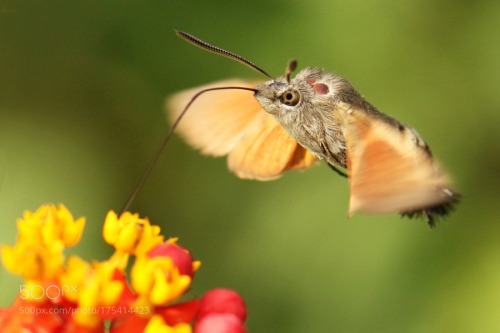 Hummingbird Butterly by JokeHulst