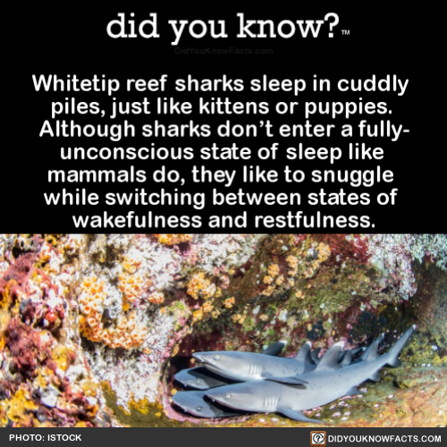 did-you-know:  Whitetip reef sharks sleep in cuddly piles, just like kittens or puppies. Although sharks don’t enter a fully- unconscious state of sleep like mammals do, they like to snuggle while switching between states of wakefulness and restfulness.