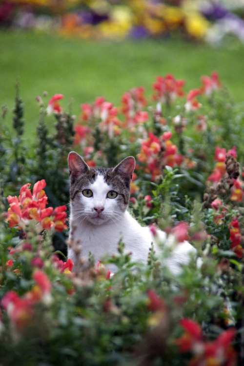 Miraflores’ Parque Kennedy -“The Cat Park” in Lima, Peru.(by SongDanceDesign)