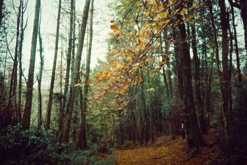 jacindaelena:    by Oliver Liria