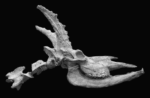 Decennatherium rex. Miocene. Spain