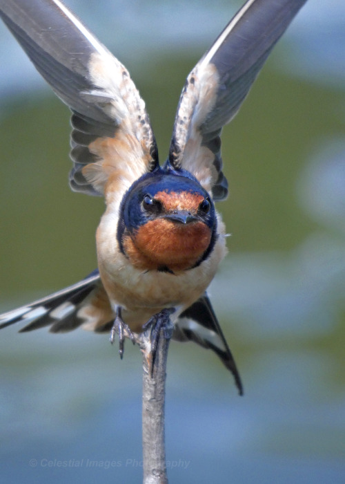occasionallybirds:Strike a poseBarn Swallow (Hirundo rustica)June 7, 2021John Heinz National Wildlif
