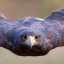 night-hawk-posts