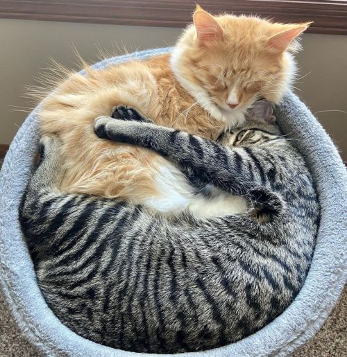 thecolossalennui: Snuggles via /r/CuddlyKitties https://ift.tt/tl6u5Dh