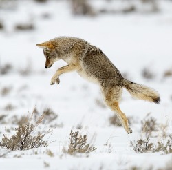 beautiful-wildlife:  The Dance by Hisham