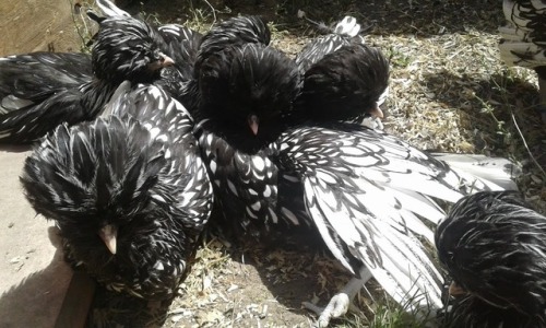 terka-jezkova:When chickens are hot, they do not hide in a shade, but go sunbathing. 