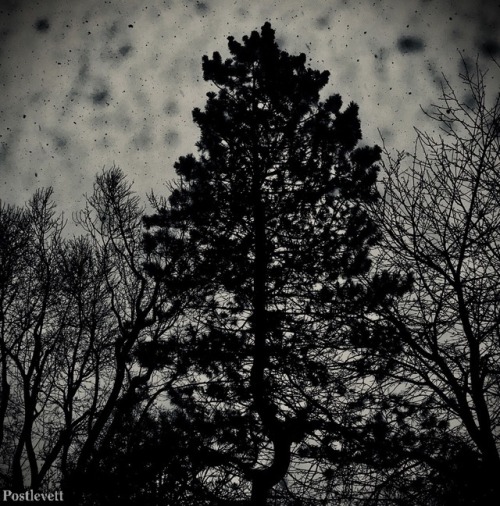 Snow always inspires me to take eerie tree pictures and edit them to be even more eerie