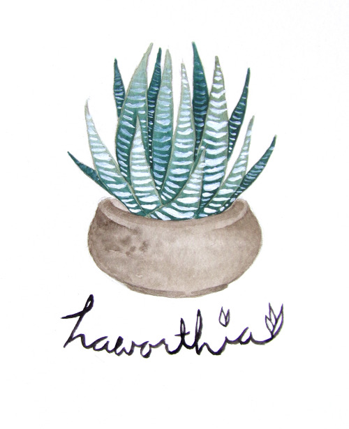 dmolech:I kill everything but I’m determined to someday have a house full of succulents