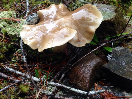 venus-deathtrap:   sailllboat:  10/07/15  @kalikina look at this mushroom!!!! 🍄✨  Aww its wrinkly & cute!! 🍄 @venus-deathtrap