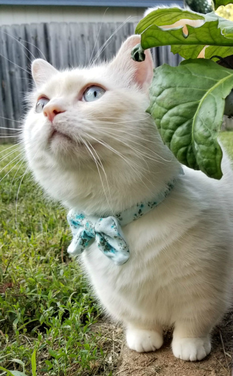 Hey there, Sunshine! ☀️❤ Happy #WhiskerWednesday ! ❤ #JTCatsby ❤#wednesdaymotivation #wednesdaywisdo