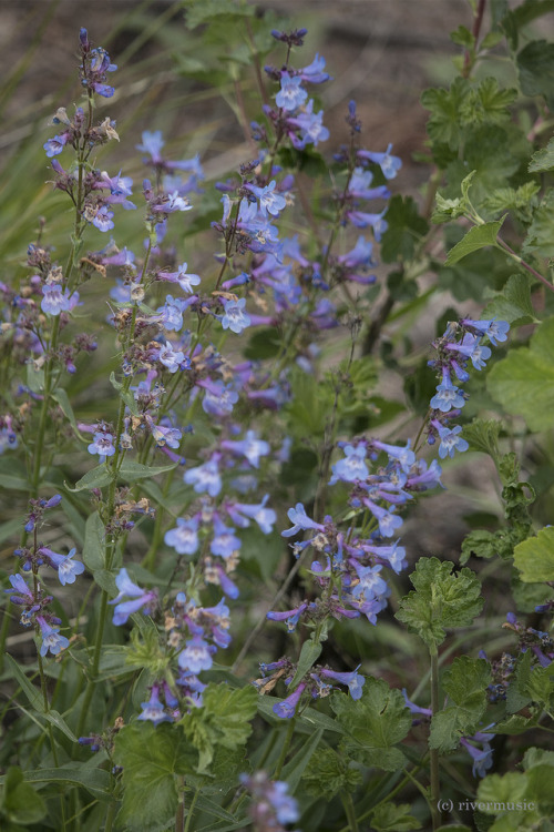 Spears of Blue Penstemon, Boise National Forest, Idahoriverwindphotography, June 2018