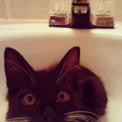 getoutoftherecat:  no matter how wide your eyes get, i’m still turning on the faucet in 3…2…