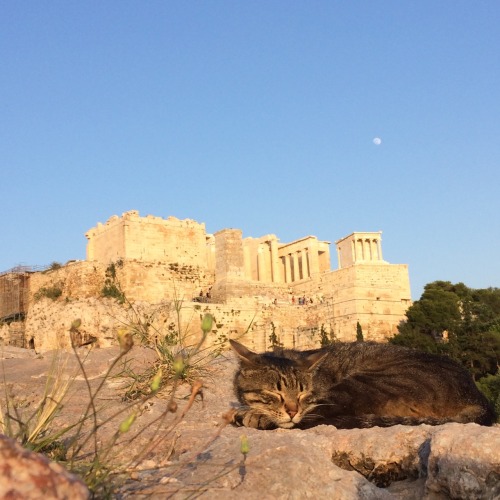 newfavething:cat snoozing in front of the Acropolis | Areopagus, Athens | June 2017