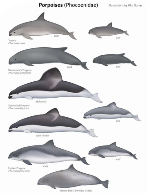 phocoenidae:
“ All porpoise species/subspecies/hybrids of the world.
Illustrations by Uko Gorter, taken from Whalewatcher.
”