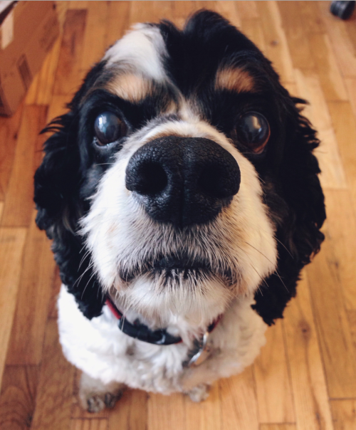 woodythedog:  Foooood pleeeaaaassse.