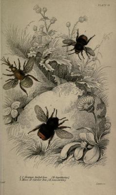 heaveninawildflower:  Orange-tailed bee, Moss or Carder bee. Plate from ‘The Naturalist’s Library’ (Entomology, Bees). Edited by William Jardine. Published by H.G. Bohn. 1859? University of California Librariesarchive.org