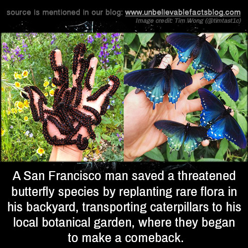 unbelievable-facts:A San Francisco man saved a threatened butterfly species by replanting rare flora