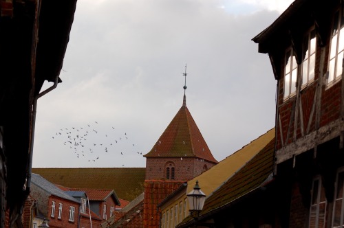 Ribe 2014 .4 Birds