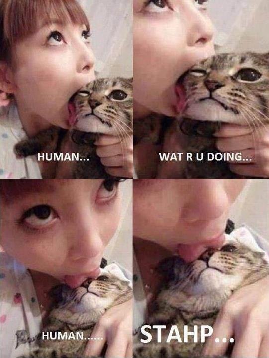 Funny cat and dog memes