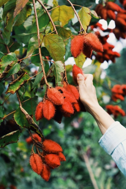 seed pods