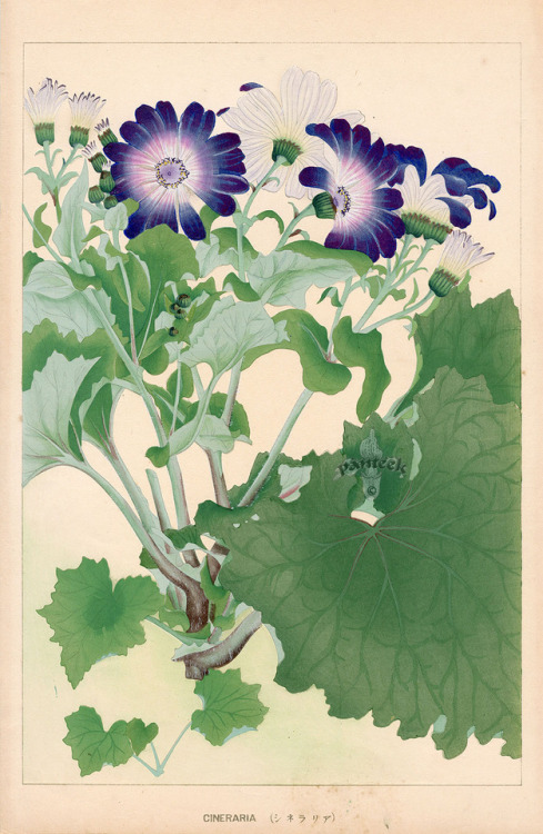 fujiwara57:“Flowers of Japan“ deChigusa Sōun 千種掃雲 (1873 - 1944).Source :panteek.