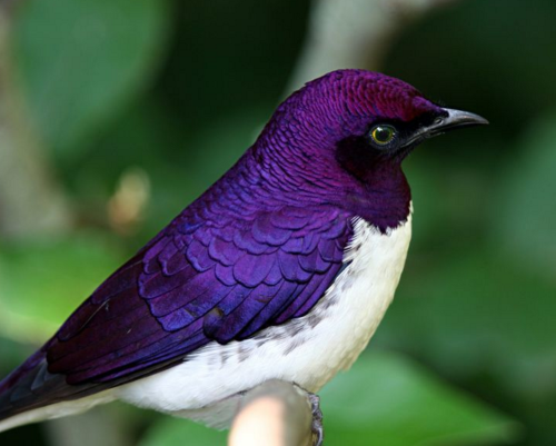 waywardwondersmith: nuevayor:reblog to support Bisexual Birb @akira-birds a handsome birb!!