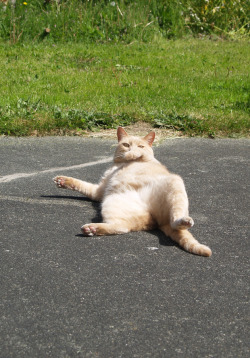 gloriousfatcats: mostlycatsmostly:  Kitty-Kitty (by christinelind)  sunbathing beauty 