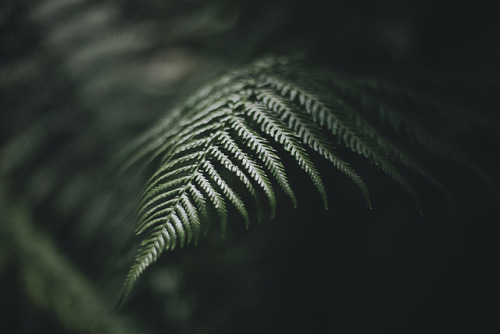 cinnamonthursdays: Green Perfection (I) By Karolina Koziel Website | Instagram | Pinterest | Tumblr