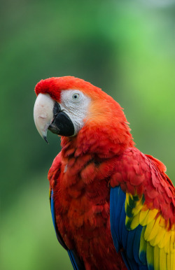 creatures-alive:  Scarlet macaw / Ara macao by stoplamek 