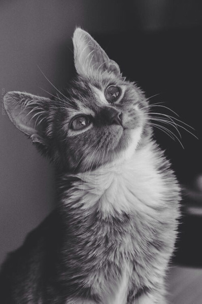 B/W cat photo - Tumbex