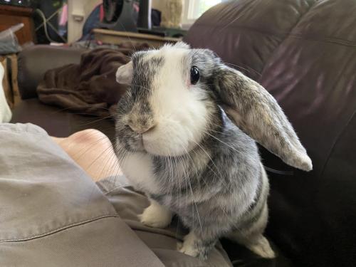 rabbitsoverload:Very pleased to introduce Barley, our beautiful Harlequin bunny.