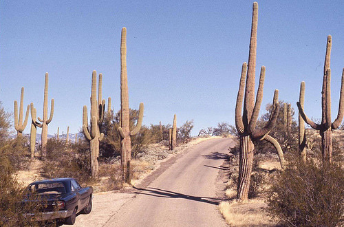 fuckyeahvintage-retro - Arizona, 1968