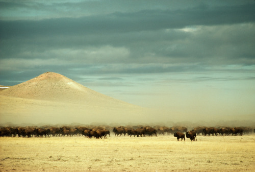 natgeofound: A herd of 2,400 buffalo roam free near Gillette, Wyoming, December 1979.Photograph by J