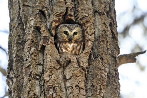 wanderthewood:Northern saw-whet owl by lilyking888