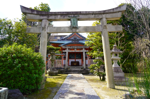 chitaka45: 京都 三十三間堂 河津桜 桜2020 kyoto sanjusangendo cherry blossoms