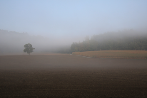 first autumn fog