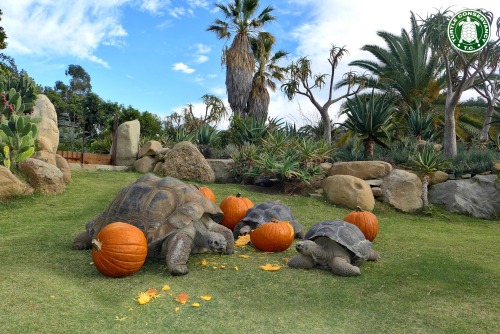 turtleconservancy: Happy Halloween! The Galapagos Tortoises at our conservation center are enjo