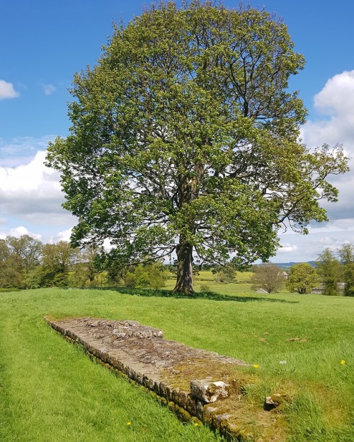 Hadrian&rsquo;s Wall at Chesters Roman Fort, Northumberland, 13.5.18.The wall makes a brief sneaky a