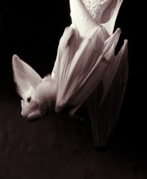 megarah-moon: “Ghost Bat” by S J Bennett Ghost bats are the world’s largest microb
