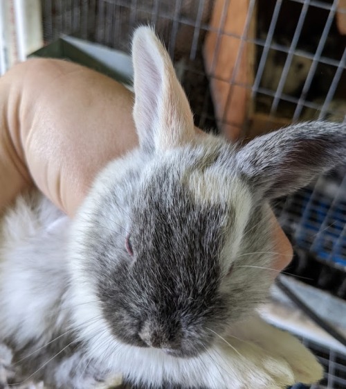 four orangies from stormy’s litter   and that bottom right one is a satin