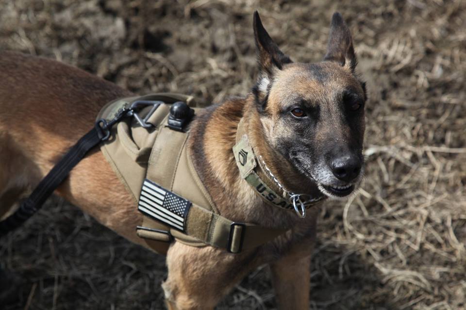 Belgian Malinois — U.S. Army military working dog, “Staff Sgt....